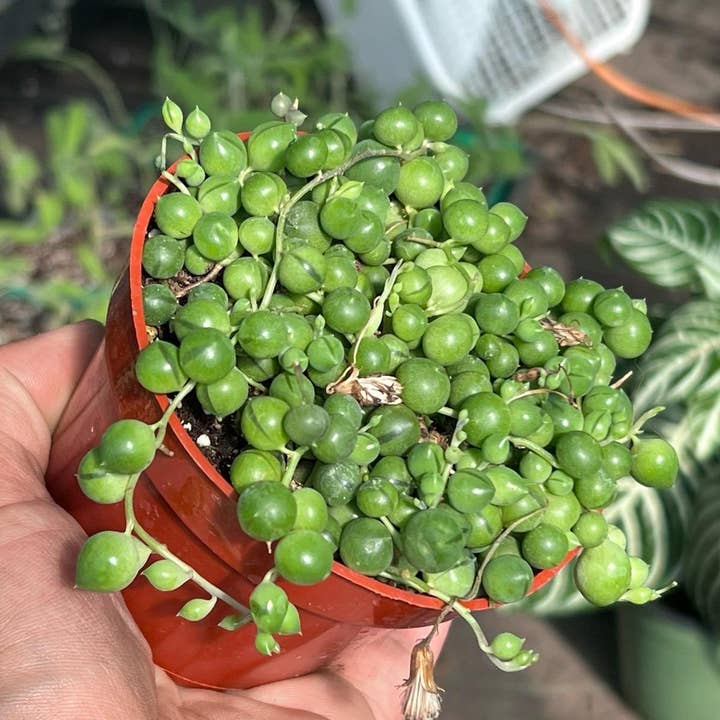 Nanu's Nursery - Wholesale Succulent - String of Pearls | Live Succulent Plant | 4 inch pot