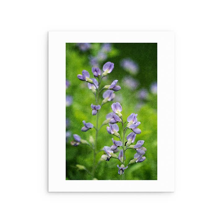 Wild Indigo Art Print for wholesale by Avant Garden Studio