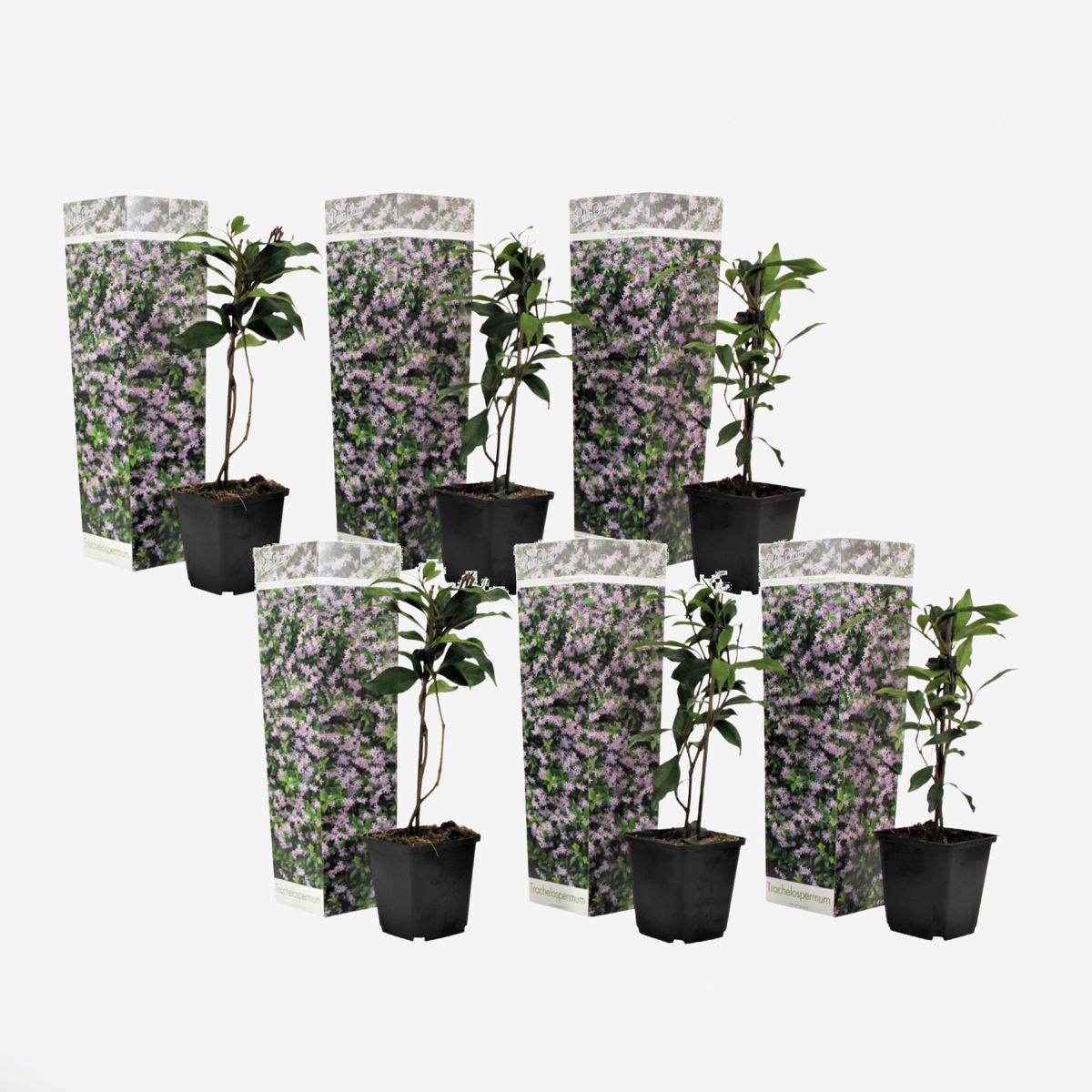 Oasis of Life - Wholesale Live Plant - Star Jasmine – Set of 6 Trachelospermum Jasminoides – Evergreen Climbing Plant with Fragrant Pink Flowers – Mediterranean Scented Jasmine for Garden, Balcony & Terrace – Height 25–40cm – Ø9cm0