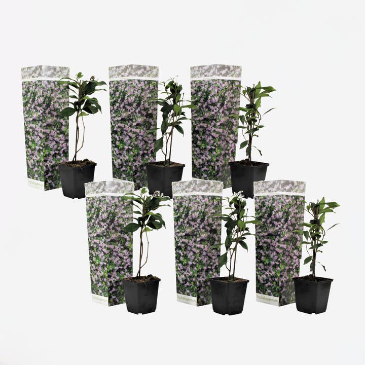 Oasis of Life - Wholesale Live Plant - Star Jasmine – Set of 6 Trachelospermum Jasminoides – Evergreen Climbing Plant with Fragrant Pink Flowers – Mediterranean Scented Jasmine for Garden, Balcony & Terrace – Height 25–40cm – Ø9cm