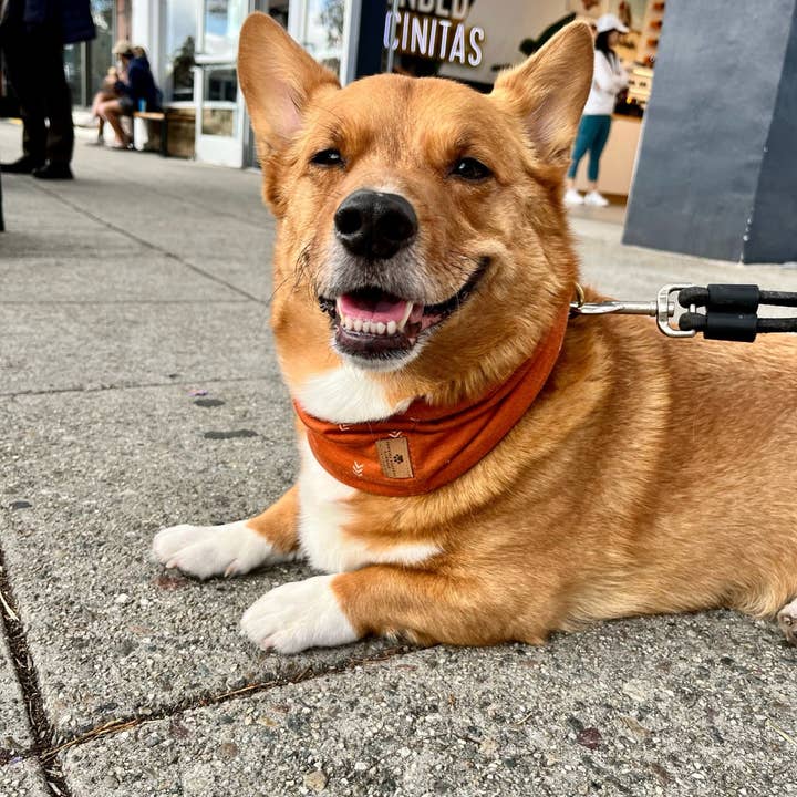 Stormi's Furever Friends - Wholesale Pet Bandana - Dog - Arrow Infinity Scarf1