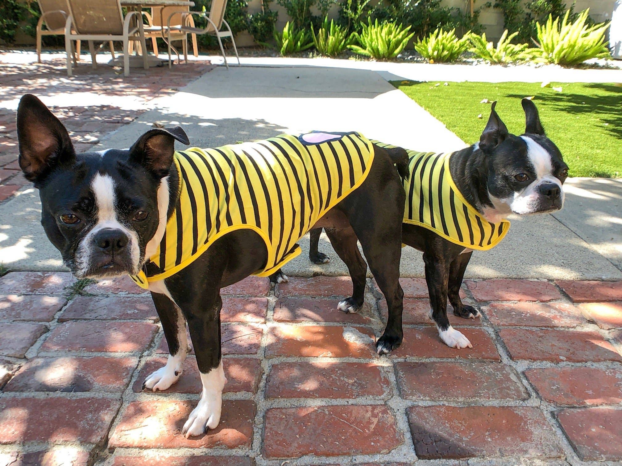 Frenchiestore - Wholesale Pet Shirt - Dog - Frenchie Shirt | Black French Bulldog in Bumblebee2