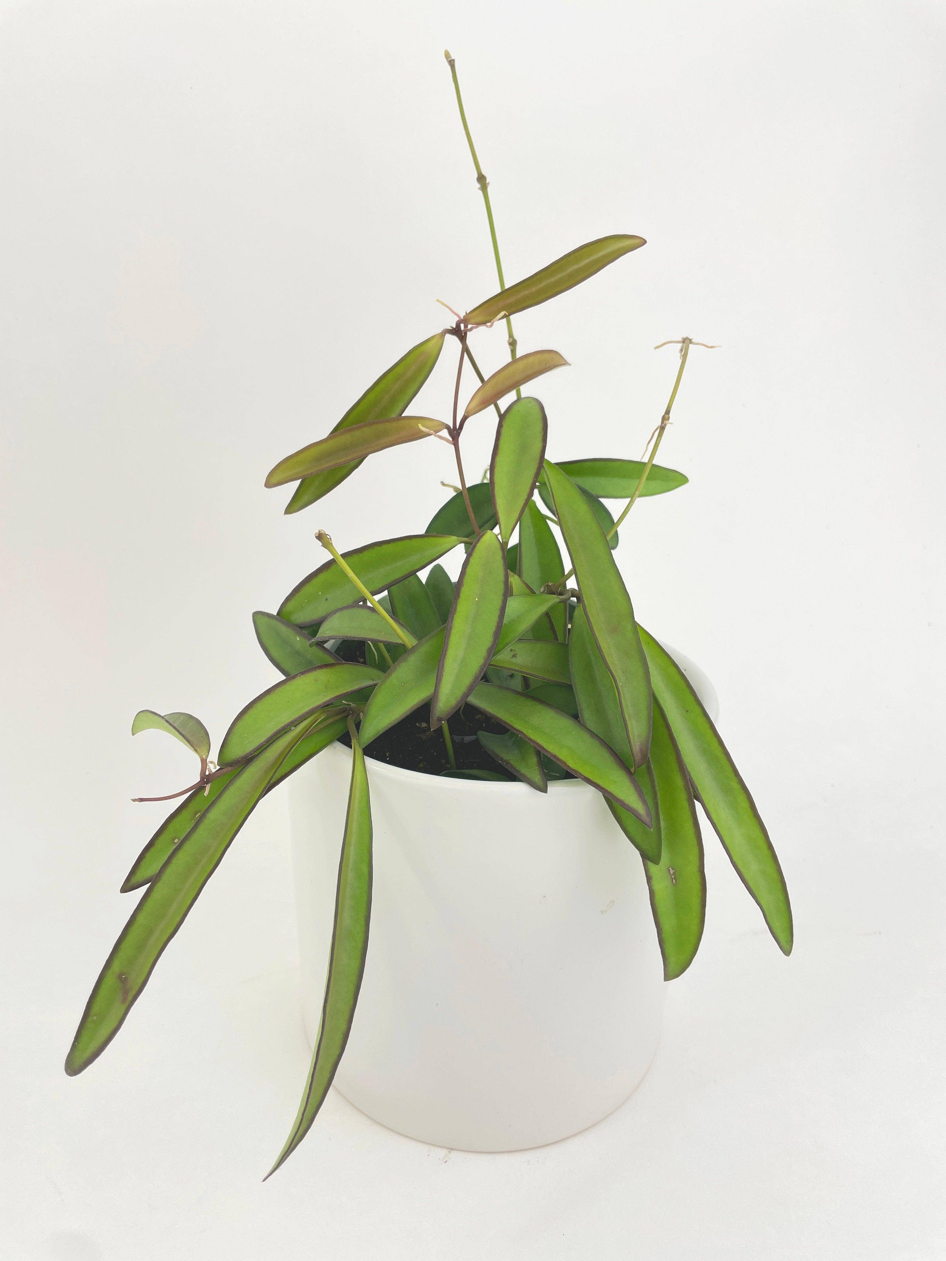 Bumble Plants - Wholesale Live Plant - Hoya Wayetii