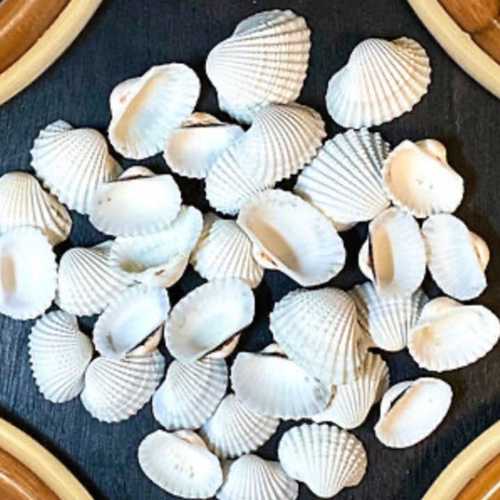 White Ark Shells (6-8 cm) - B66 for wholesale by Spice Islands Coastal
