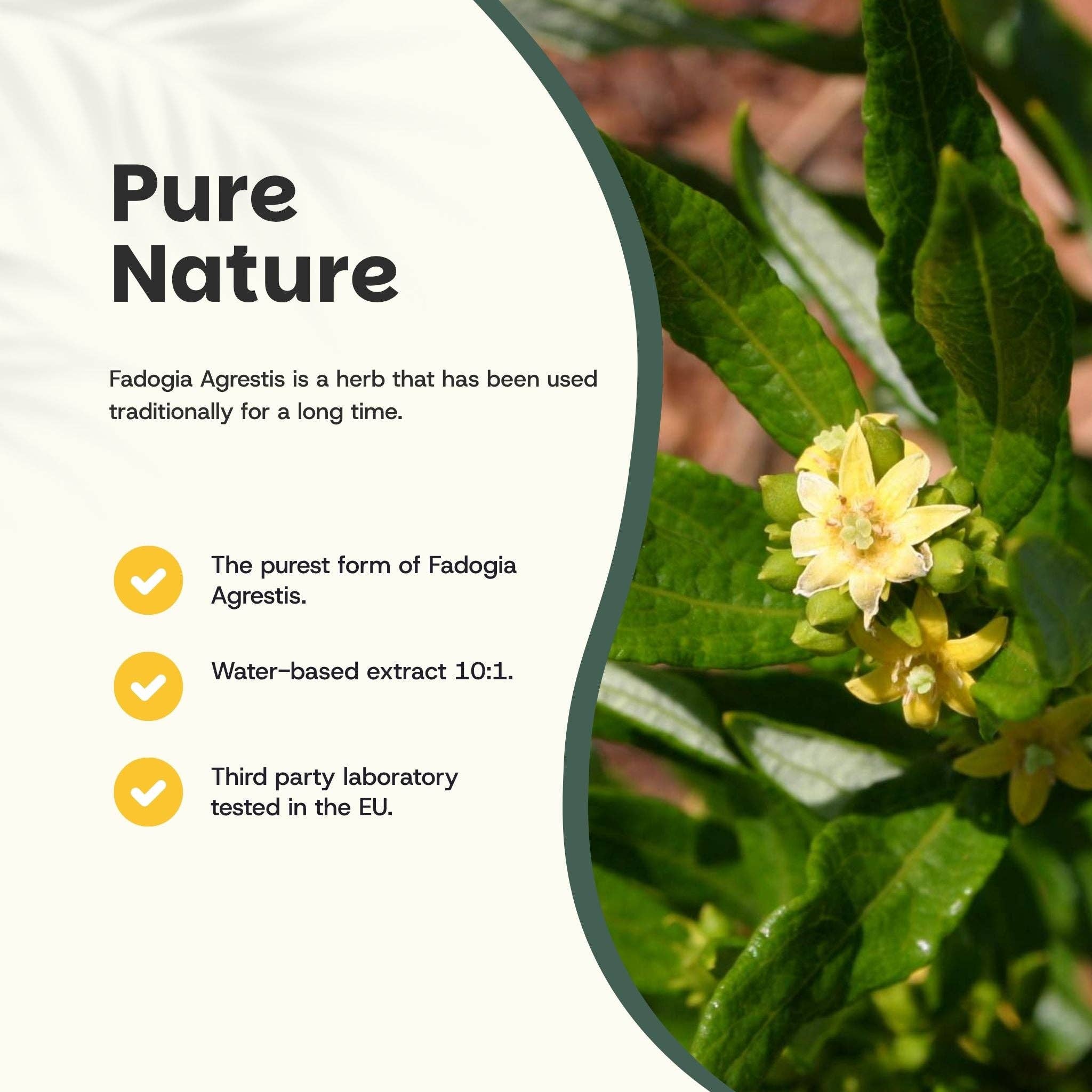 Cupplement b.v. - Wholesale Oral Supplement/Vitamin - Fadogia Agrestis Capsules 500 mg  60 Capsules1