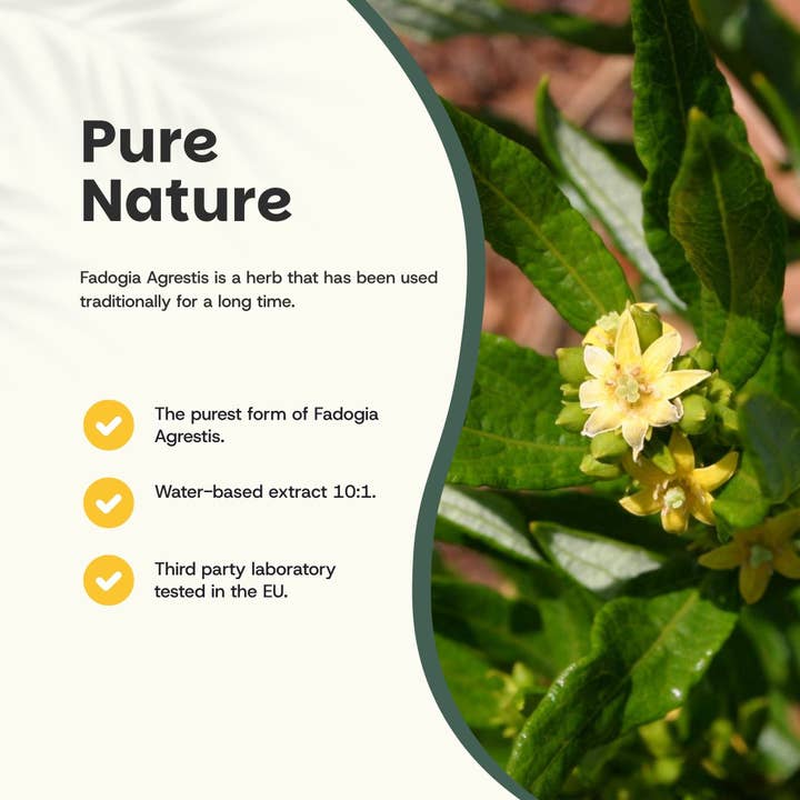 Cupplement b.v. - Wholesale Oral Supplement/Vitamin - Fadogia Agrestis Capsules 500 mg 60 Capsules1