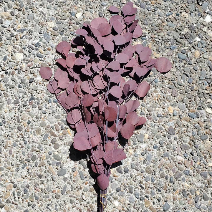 Silver Dollar Eucalyptus Preserved - Burgundy Red for wholesale by BLOOMINGFUL.COM