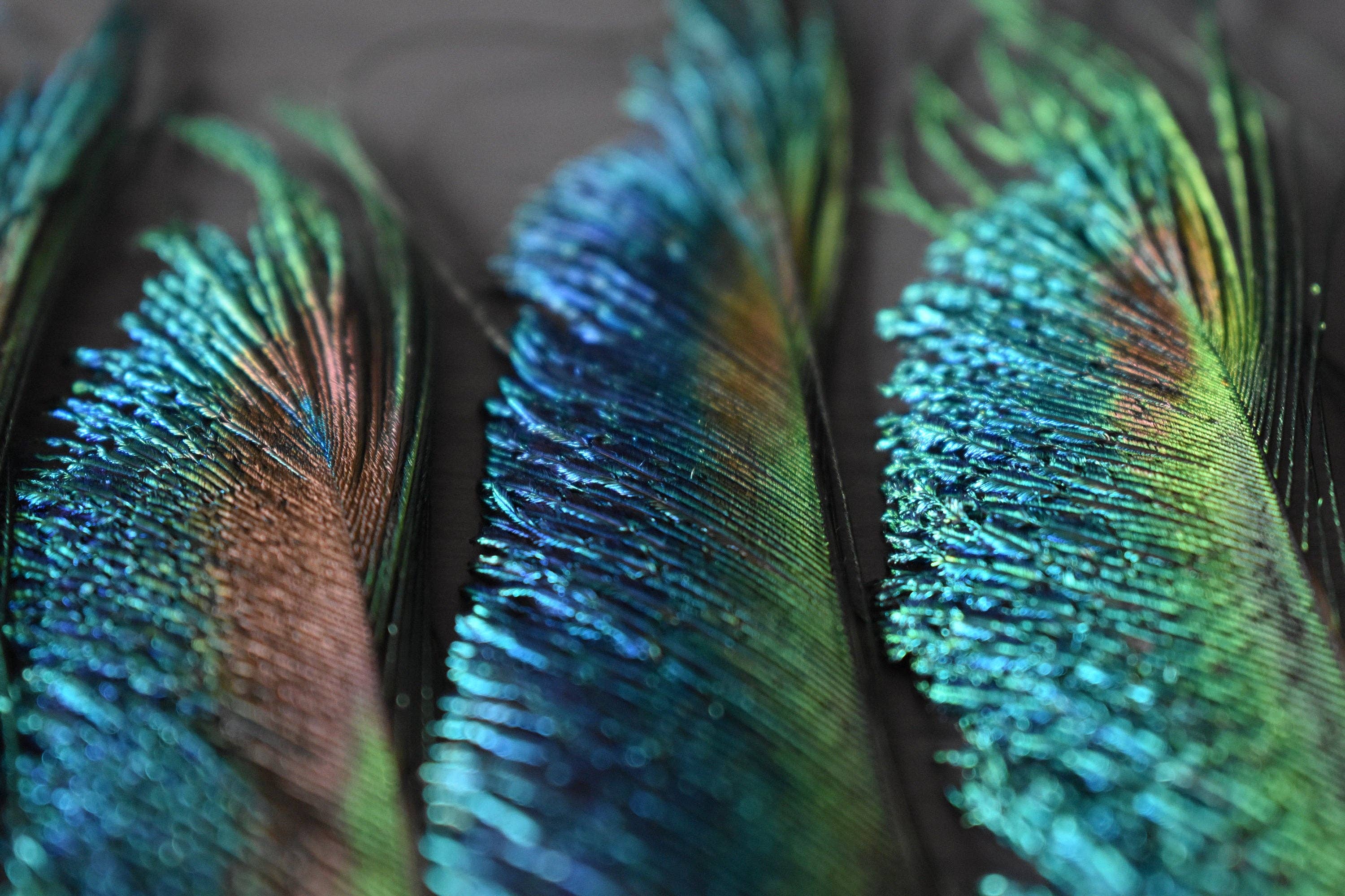 Plumes Naturelles - Wholesale Gedroogde/geperste bloemen - Peacock Feathers zwaard 25 centimeter11