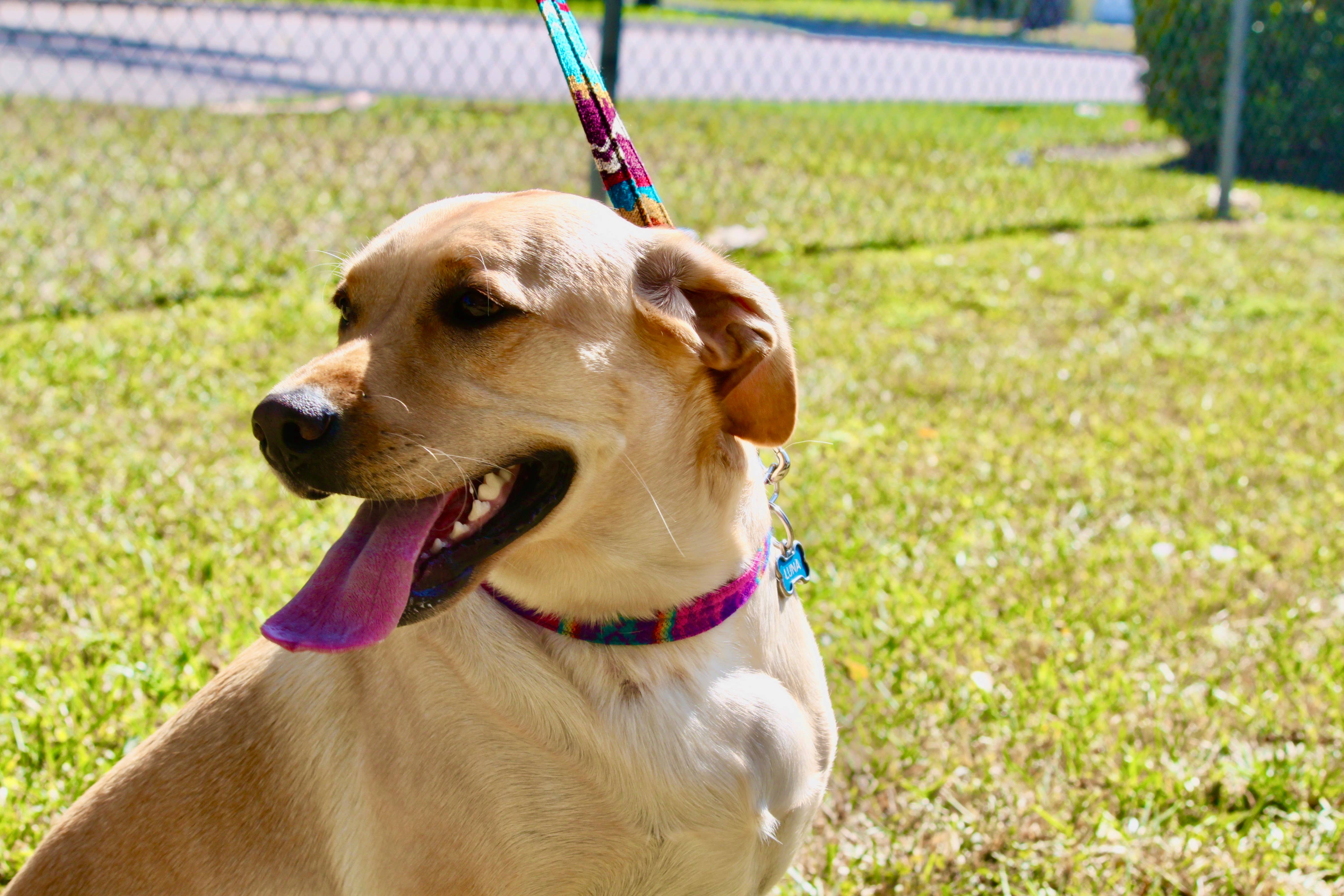 Pichincha - Wholesale Pet Collar - Dog - Tribal Pattern Ecuadorian Large Pet Dog Thin Collar2