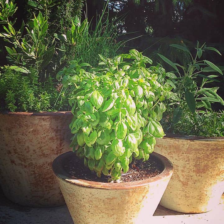 Potting Shed Creations, Ltd. - Wholesale Plant Seeds - Growing Wishes Herb | Cheer | Herb Sentiments