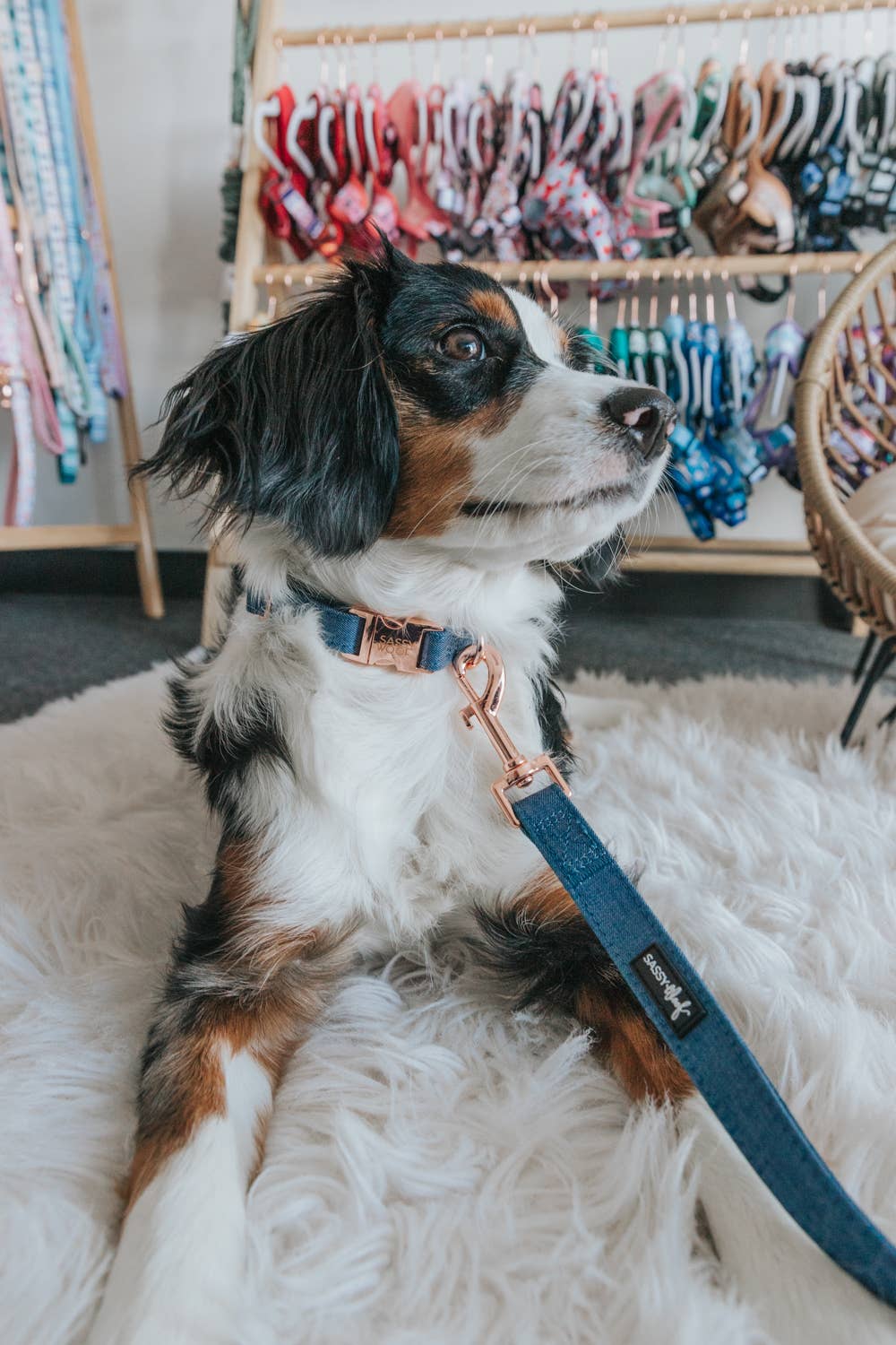 SASSY WOOF - Wholesale Pet Collar - Dog - Dog Collar - Denim4