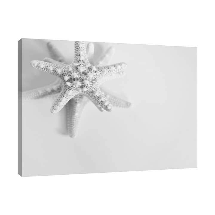 Starfish 2 Gallery Wrapped Canvas for wholesale by Jaxson Rea