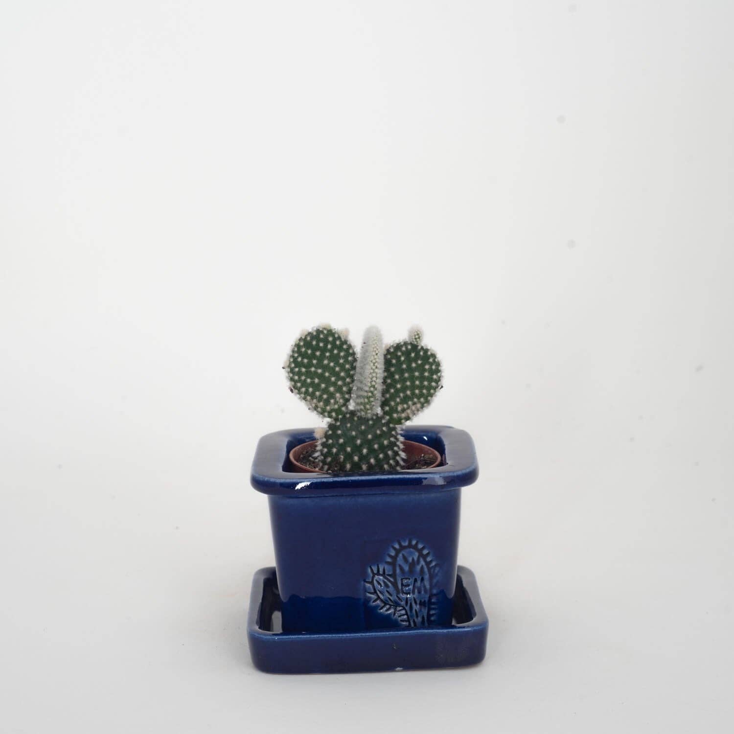 Vasos Quadrados by EM – Vaso de plantas por atacado – VASO QUADRADO MINI 6x6 - BRILHO7