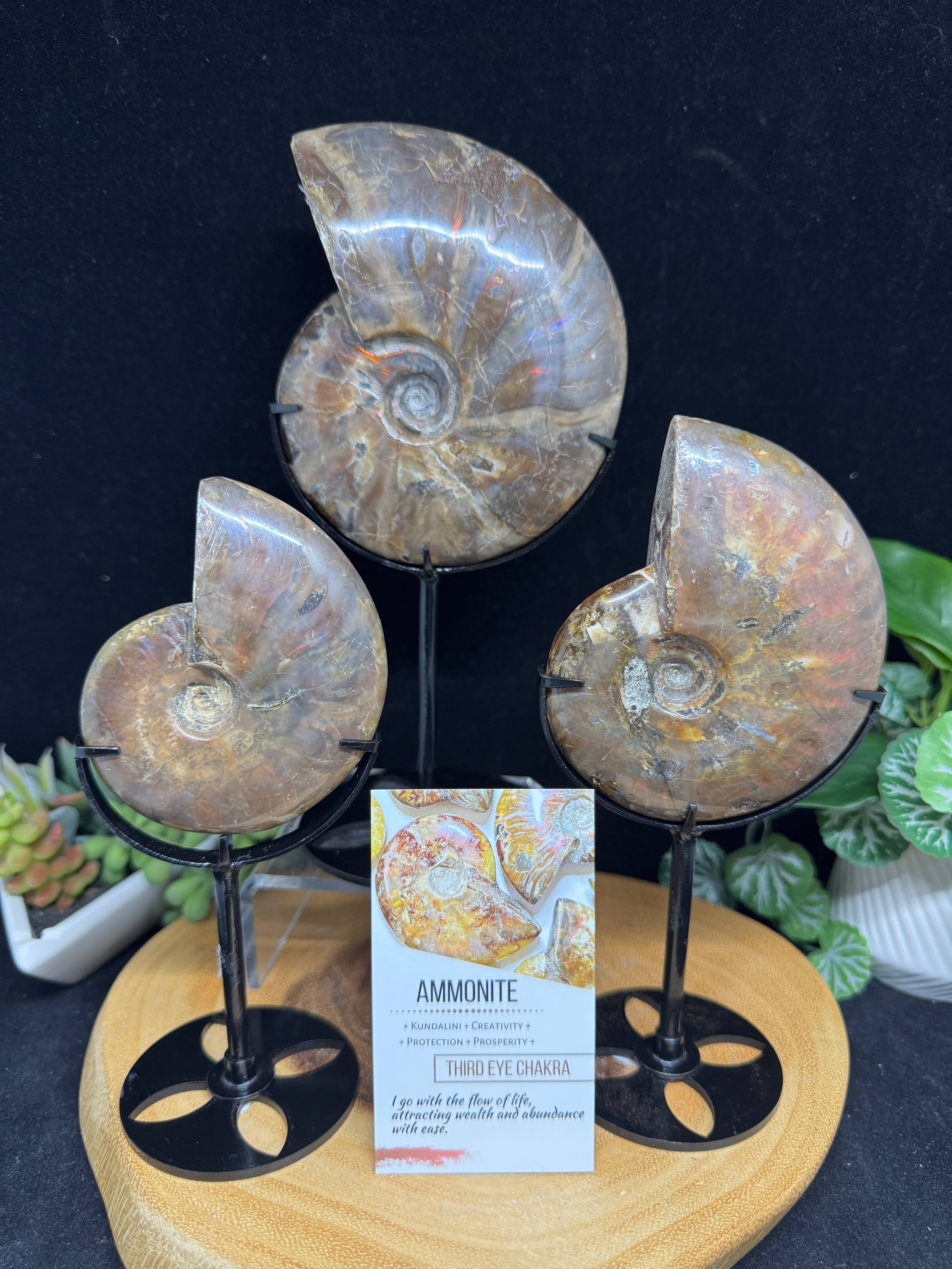 The 7 Directions - Wholesale Spiritual Stone/Crystal - 3 pc Red Lavender Fire ammonite G5479