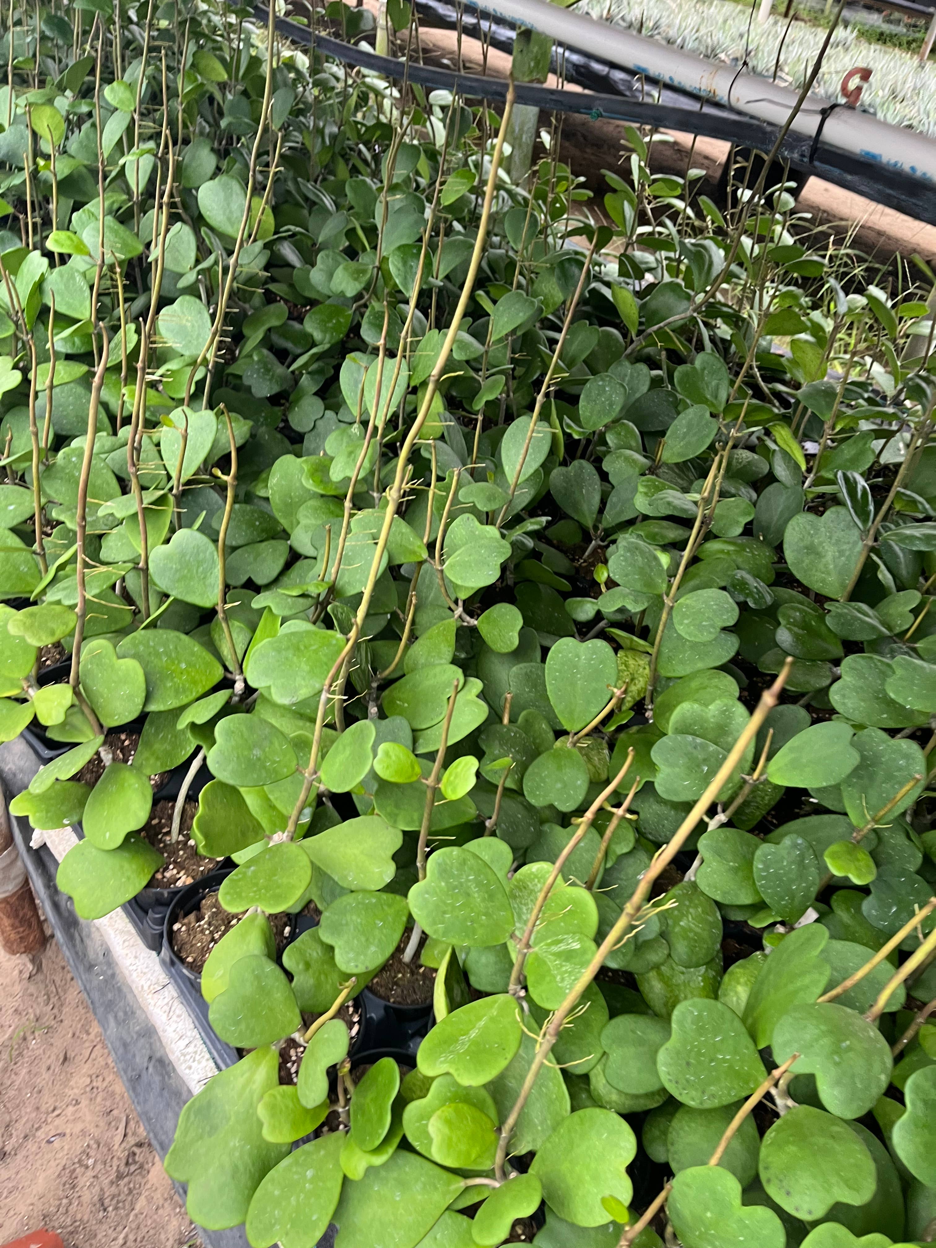 Succulents & Such, Inc. - Wholesale Live Plant - 4” Philodendron Heart Assortment6