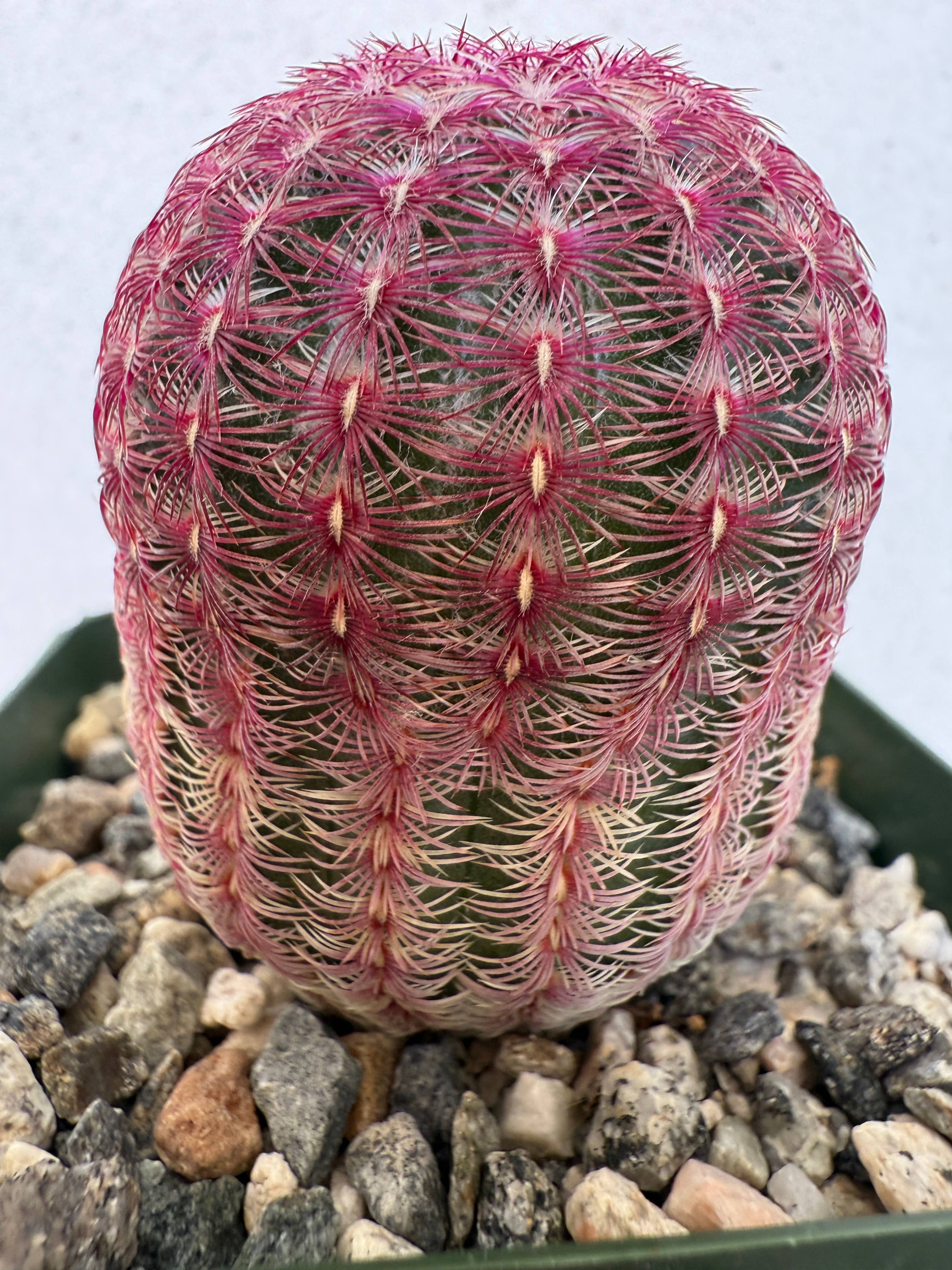 Plant Vault - Wholesale Live Plant - Purple Rainbow Cactus1