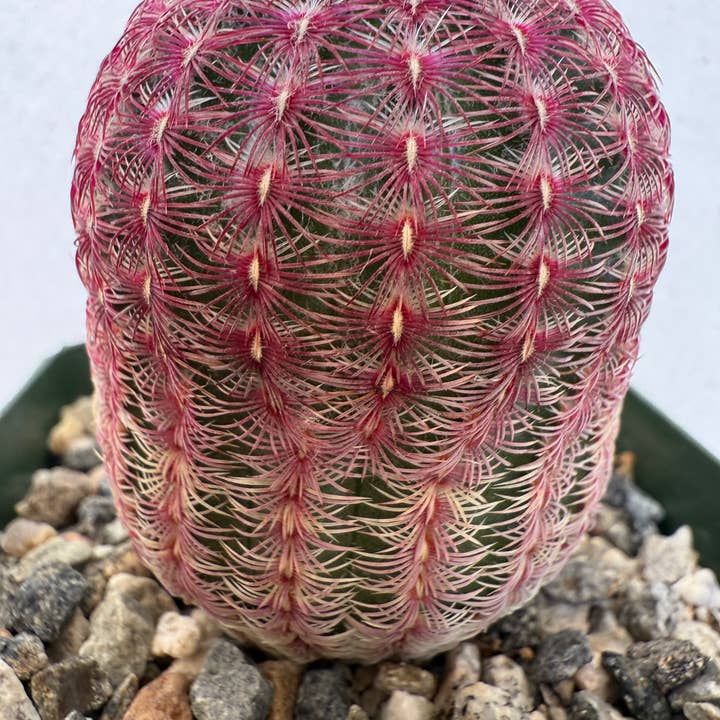 Plant Vault - Wholesale Live Plant - Purple Rainbow Cactus1