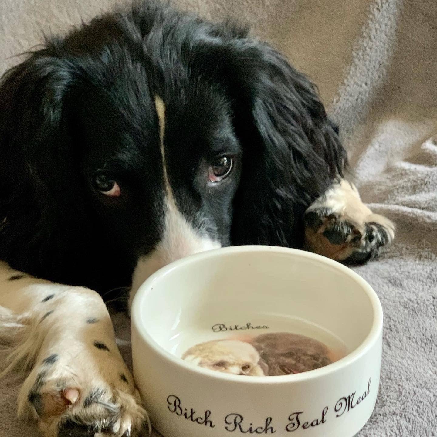 Outlandish Creations – wholesale Husdjursskål - Katt och hund – En liten personlig sällskapsdjur skål2