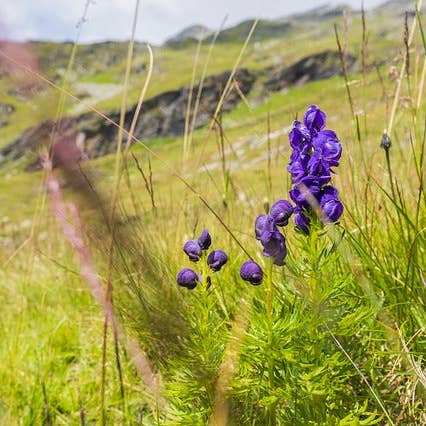 Ollois - Wholesale Oral Supplement/Vitamin - Olloïs Aconitum Napellus 200CK Vegan Organic Kosher, 80ct8