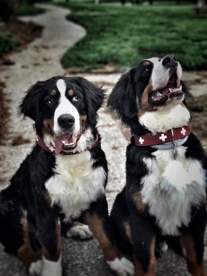 Alpen Schatz - Wholesale Pet Collar - Dog - Swiss Cross Collars14