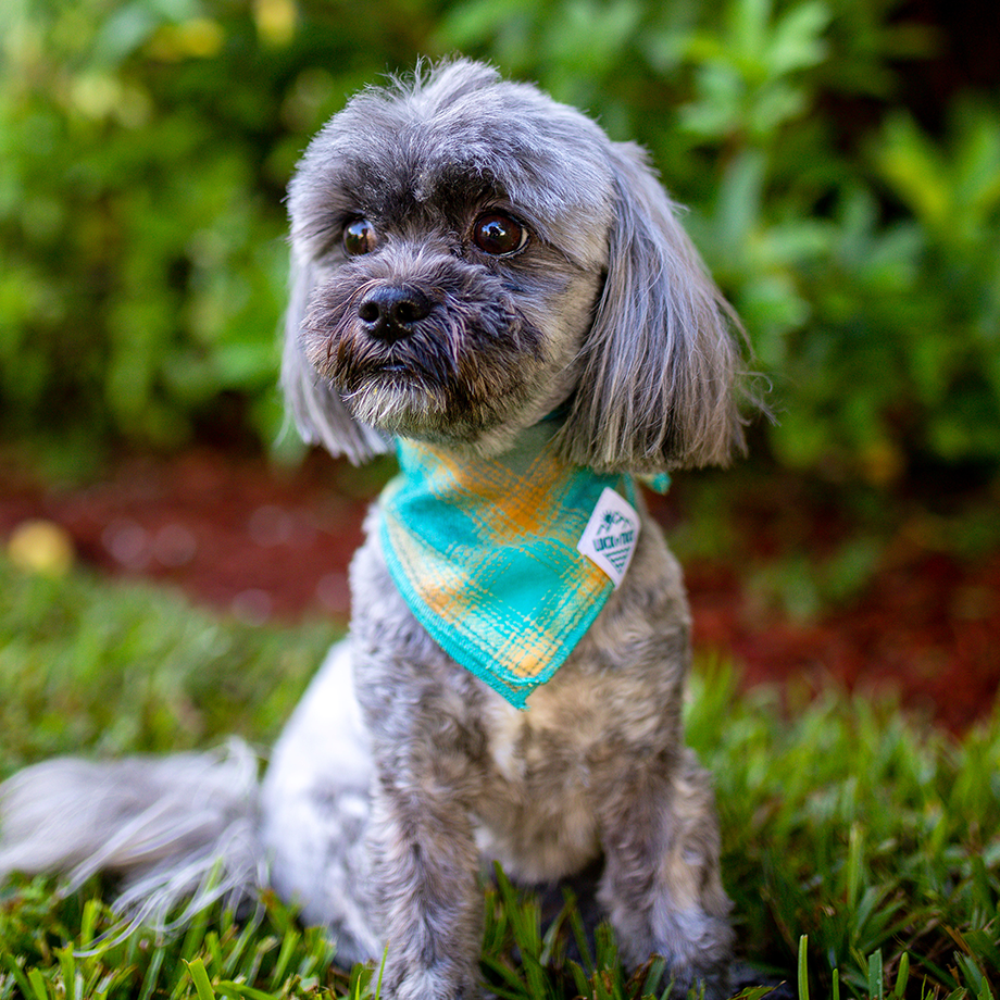 LUCK OF TUCK - Vente Bandana – chien - Enzo Bandana pour chien2