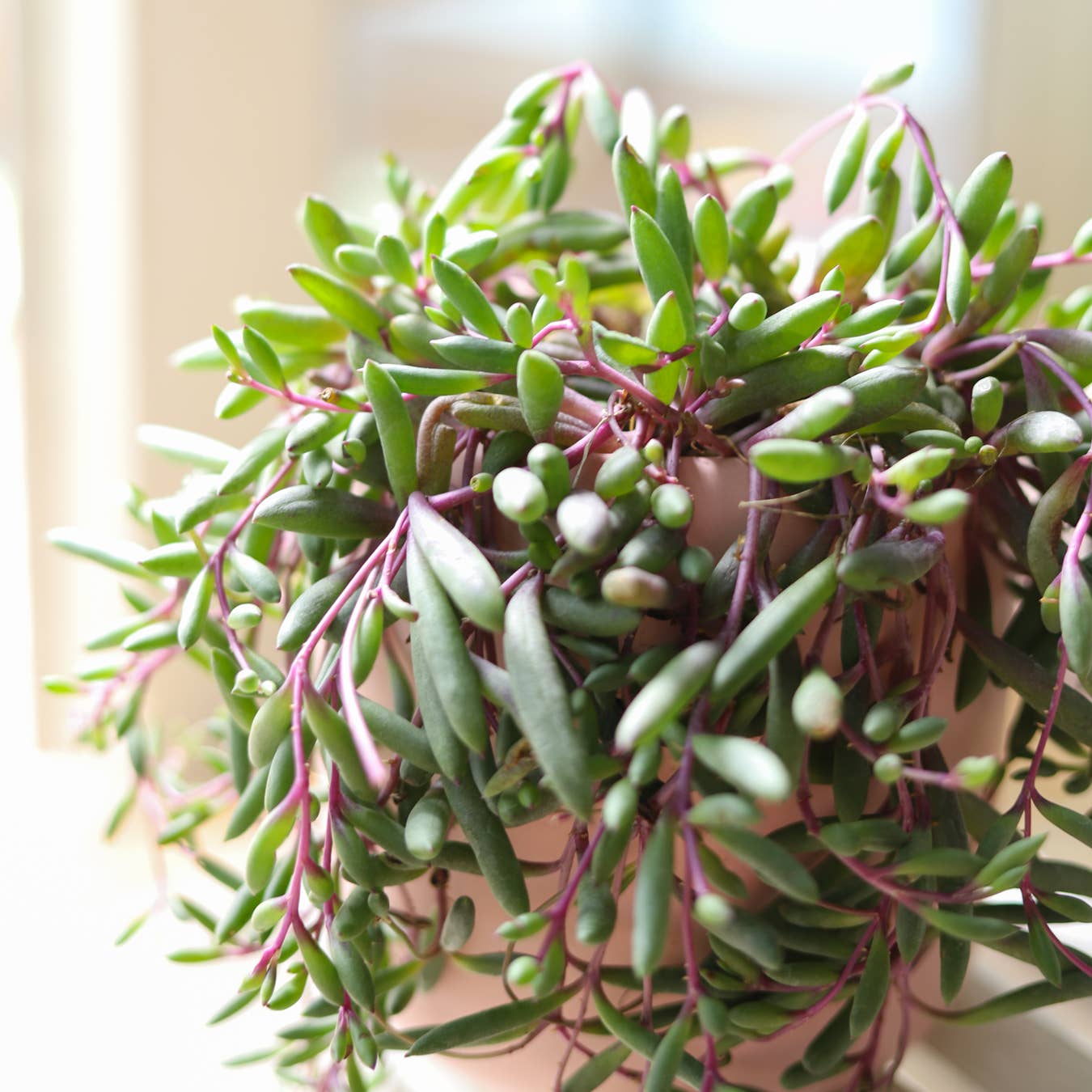 Best Plant Friend - Wholesale Succulent - Ruby Necklace Succulent - Hanging Succulents 2/4/6 inch4