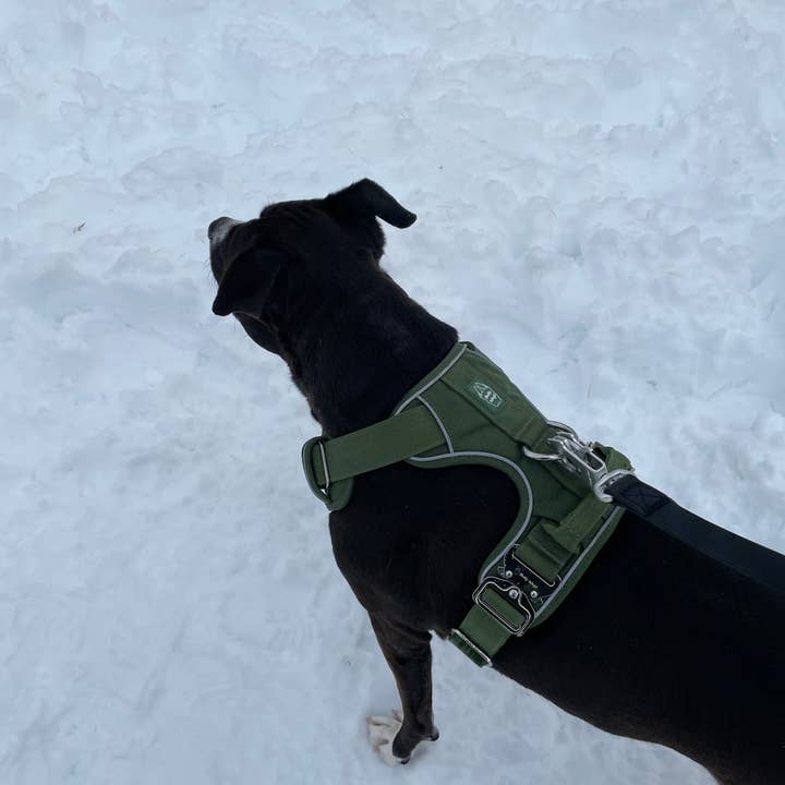 Heavy-Duty Everyday Harness - Cactus Green for wholesale on Faire4