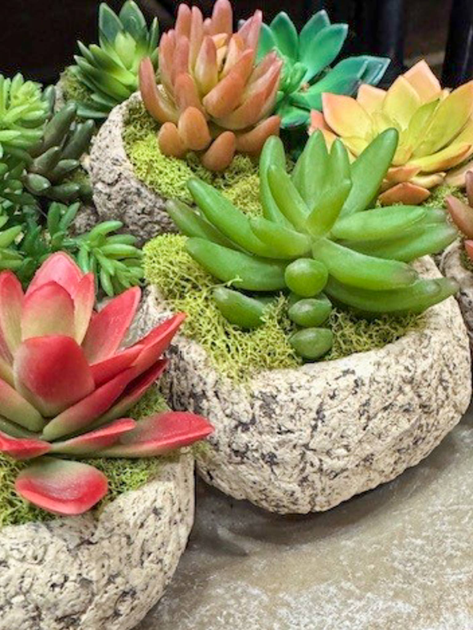Forever Green Art - Wholesale Succulent - Mayan Coconut Succulent Set – Set of 81