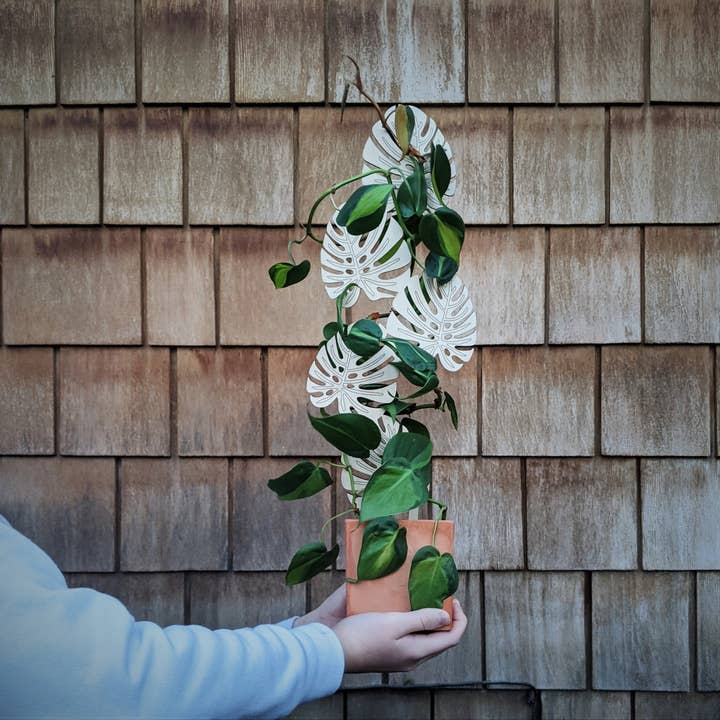 PlantsNsht - Venta al por mayor Enrejado - Escaladora de la Planta Monstera enrejado