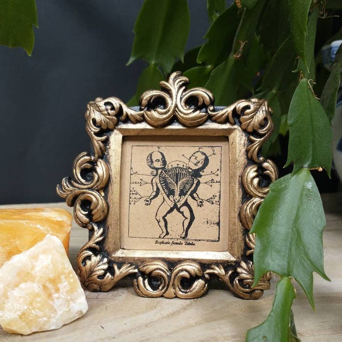 BoyPilot Goods - Wholesale Art Print - Mini Vintage Framed Print - Raccoon, Frog, Deep Sea and More