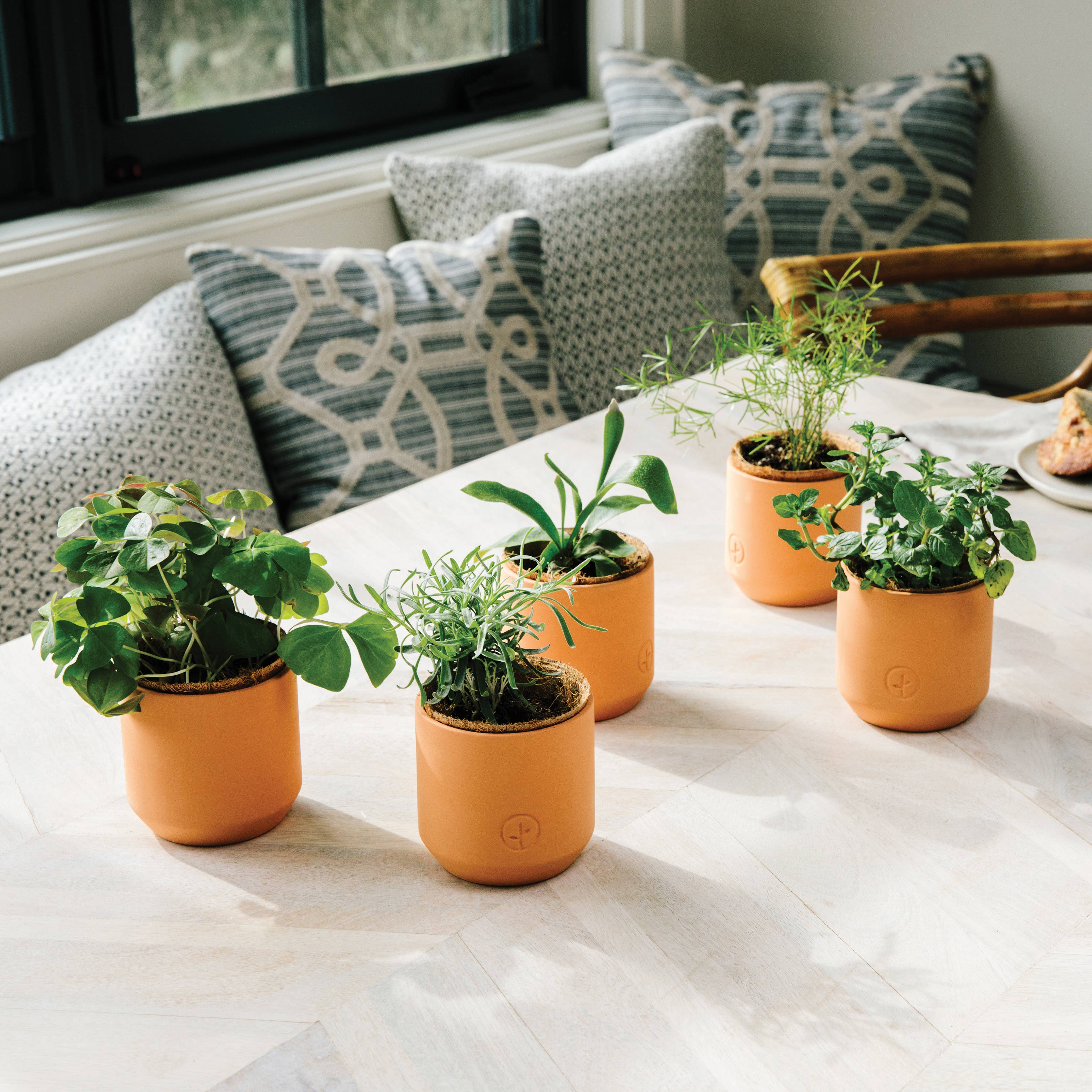 Modern Sprout - Wholesale Plant Seeds - Tiny Terracotta Grow Kits13