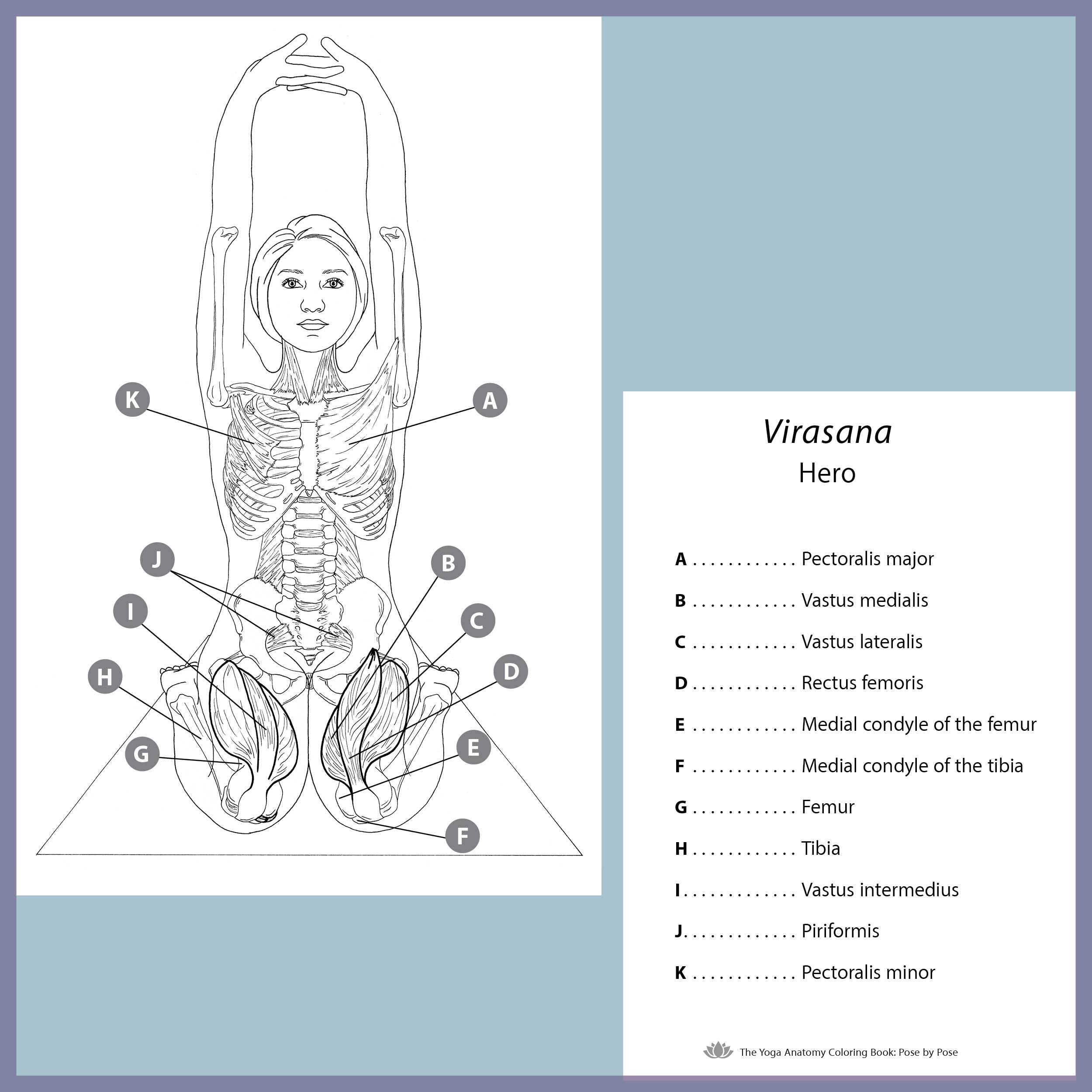 Mixed Media Resources LLC - Wholesale Coloring & Activity Book - Adult - The Yoga Anatomy Coloring Book: Pose by Pose5