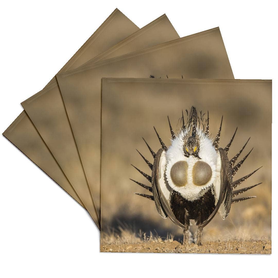 3dRose - Wholesale Coasters - 3dRose, USA, WY. Male Greater Sage Grouse displays on a lek in Spring., Coaster0
