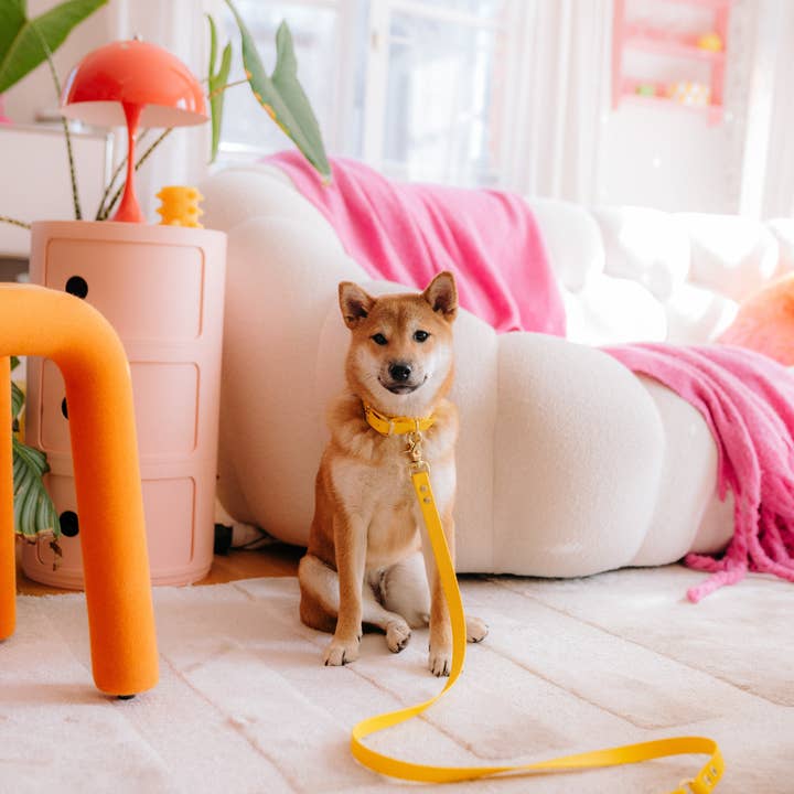 Oscar & co - Wholesale Pet Collar - Dog - Yellow waterproof Biothane dog collar8