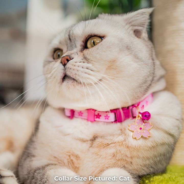 Pawsonify - Wholesale Pet Collar - Cat - Cherry Blossom Collar1
