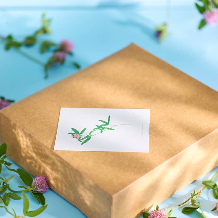 Plūkt - Wholesale Postcard - Herbarium postcard