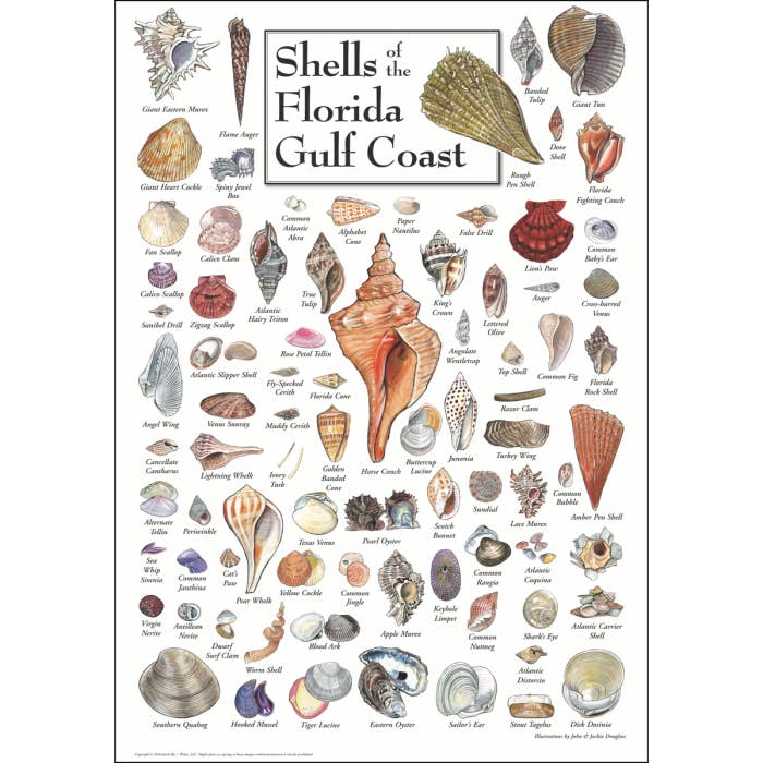 Affiche Coquillages de Floride Gulf Coast pour la vente par Earth Sky + Water