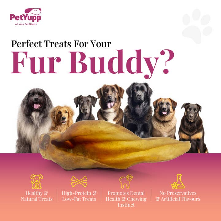 PetYupp - Wholesale Pet Treats - Dog - Water Buffalo Ear with Meat Dog Chew - (10 Pcs) 100% Natural Dog Treats Dog Sizes2