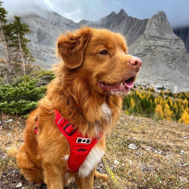 Rocky Mountain Dog - Wholesale Pet Harness - Dog - All-Terrain Dog Harness – Summit, No-Pull5