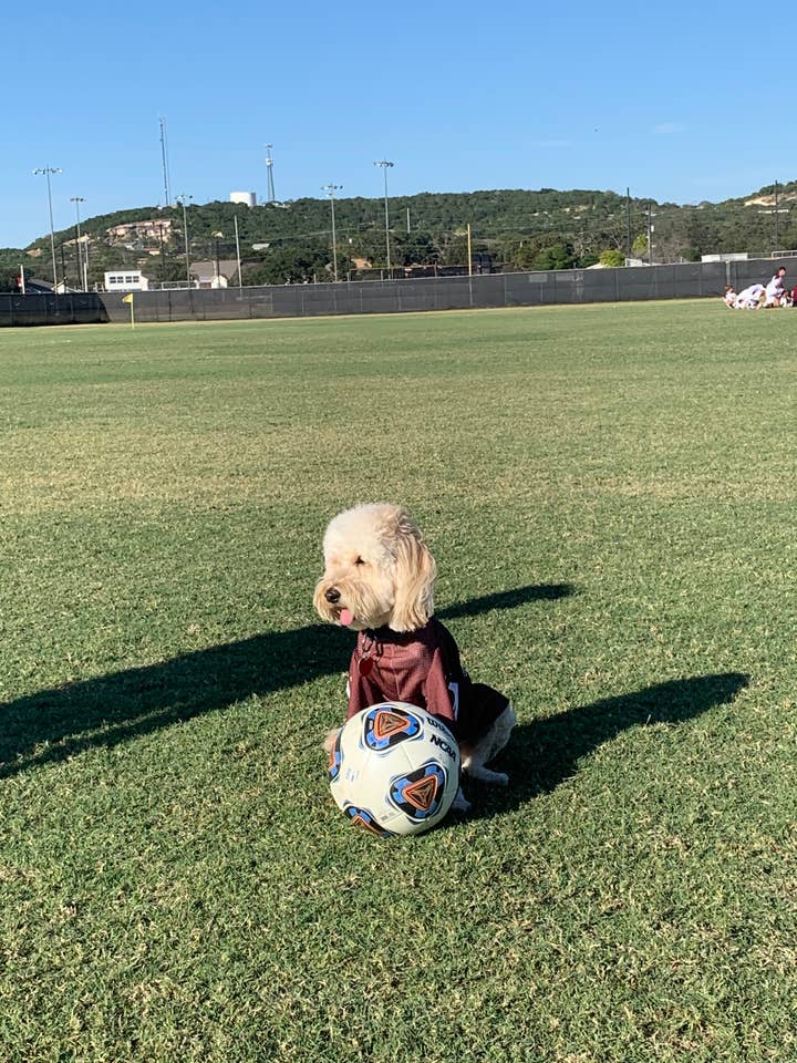 Dog Sports Jersey for wholesale by Stitchworks