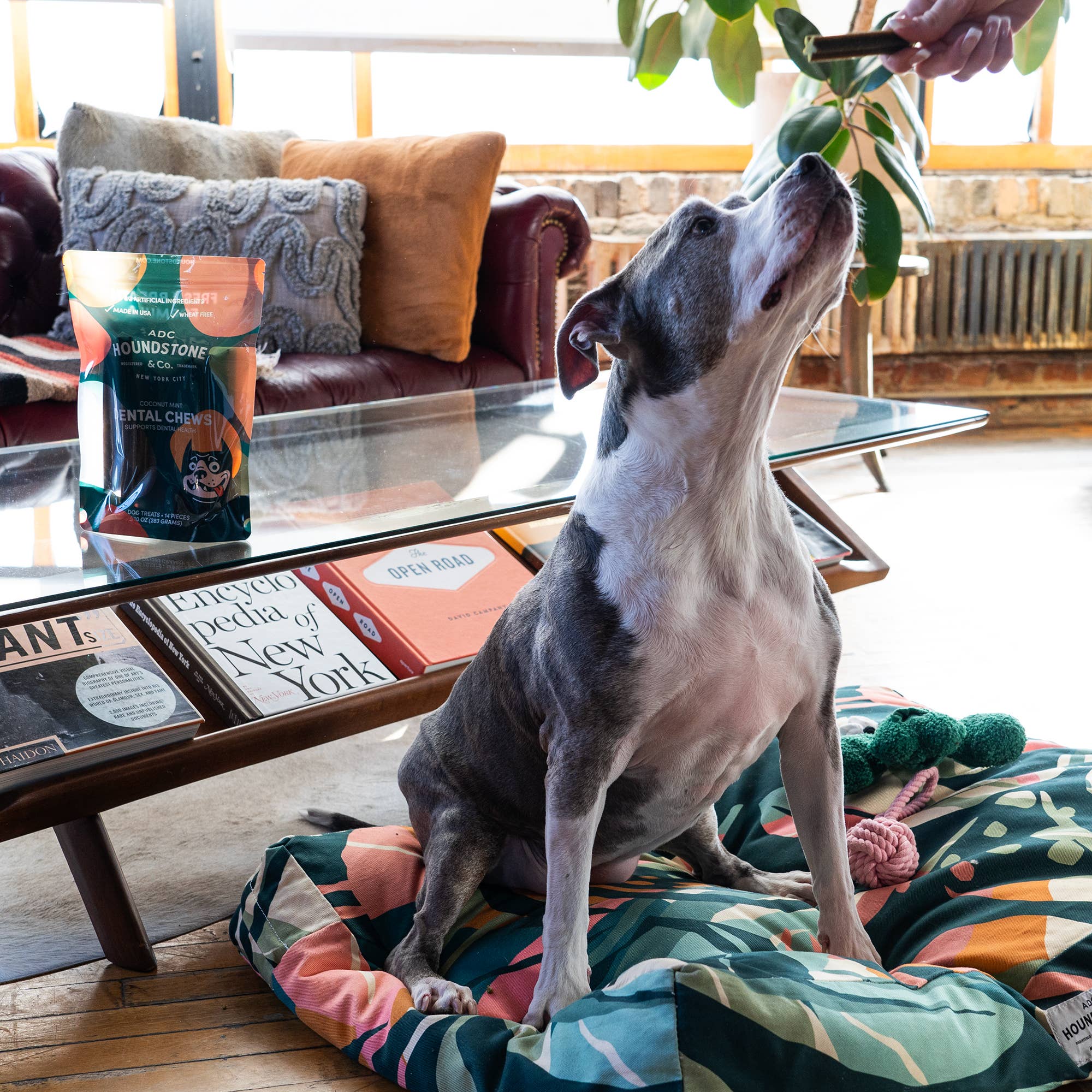 ADC Houndstone & Co. - Vendita all'ingrosso Snack - Cani - Dentifrici per cani ipoallergenici completamente naturali - Confezione da 124