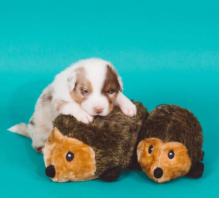 Pet Palette Distribution - Wholesale Pet Chew Toy - Dog - ZippyPaws Hedgehog Small3