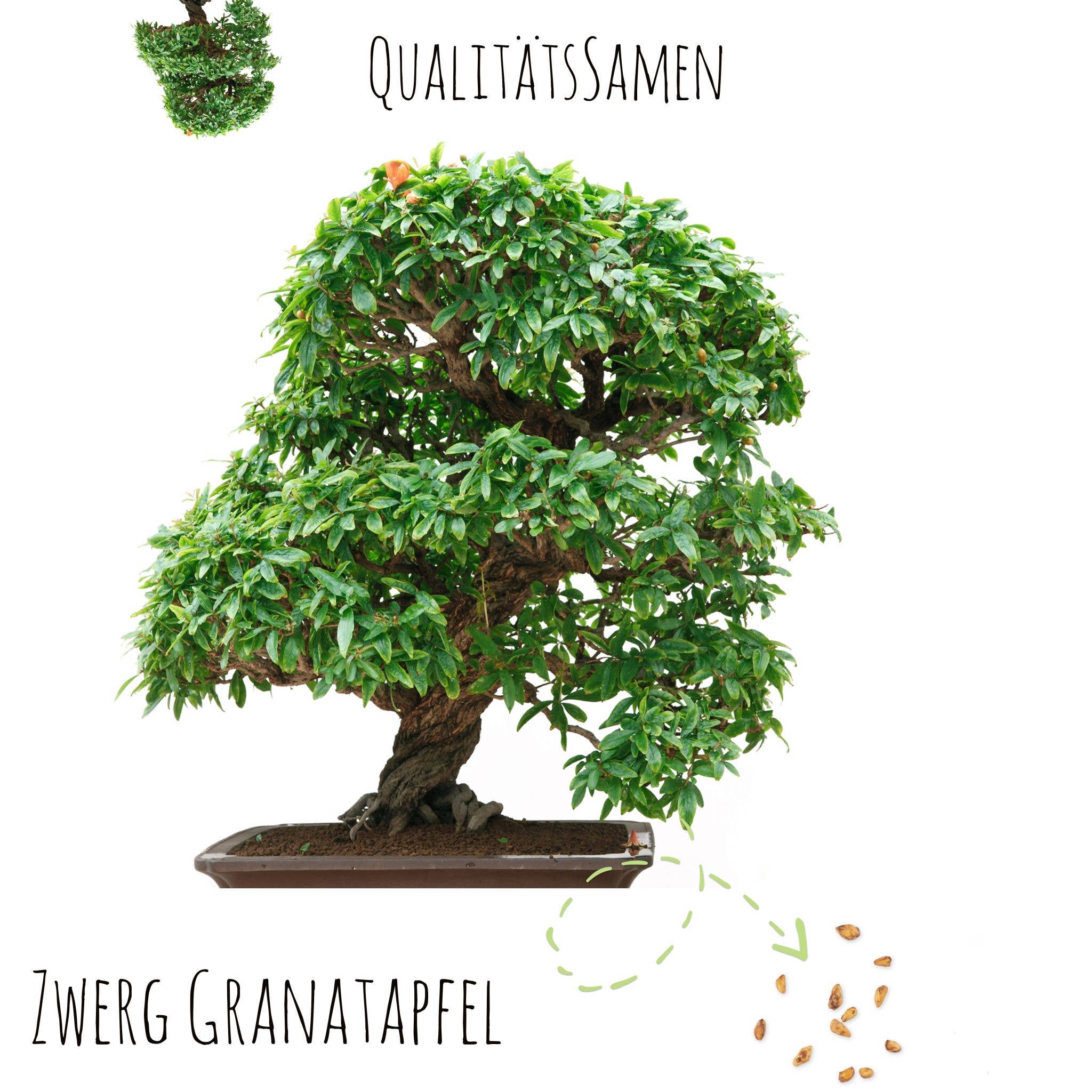 Vendix GmbH – Engroshandel Plantefrø – Eksotiske bonsai-frø med høj spireevne3