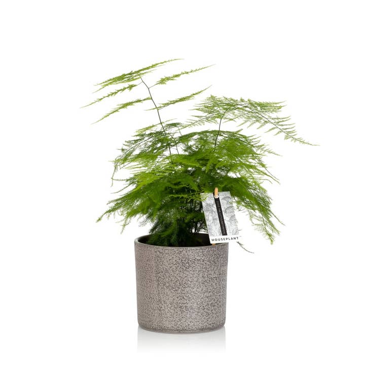 The Little Botanical – wholesale Live plant – British Grown Asparagus Fern6