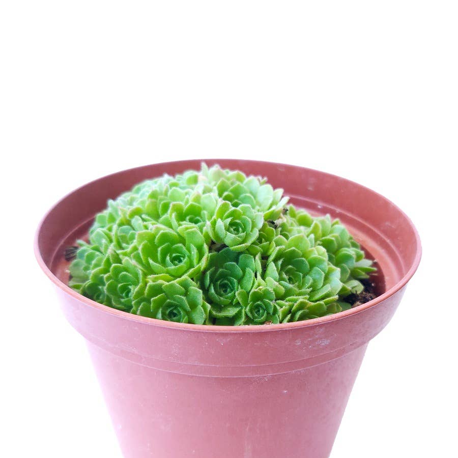 Best Plant Friend - Wholesale Succulent - Rosularia Platyphylla Succulent 2"/ 4" Pot, Mini Rosettes5