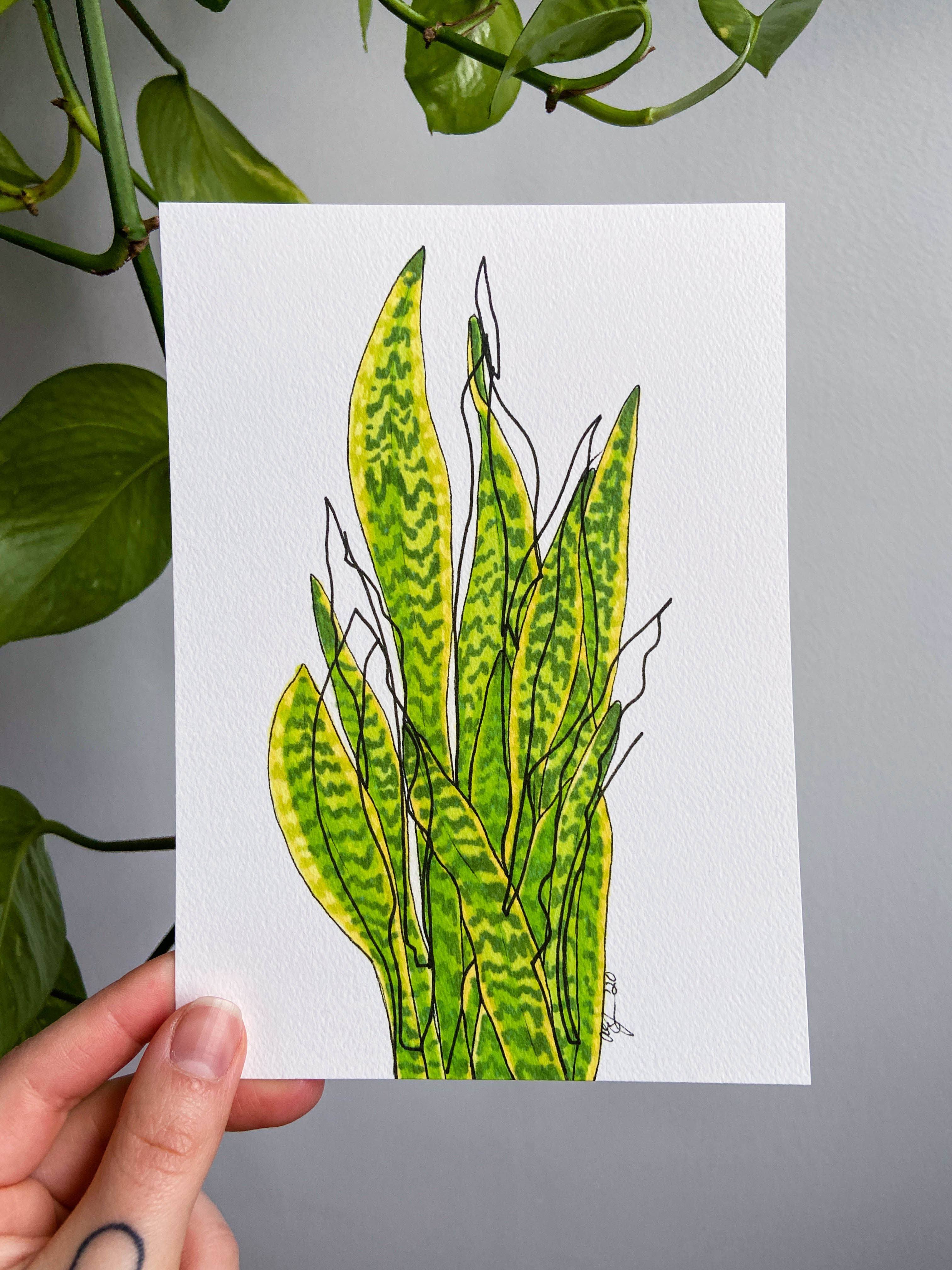 AEJ.CREATE - Wholesale Art Print - Archival Houseplant Art Print - Snake Plant1