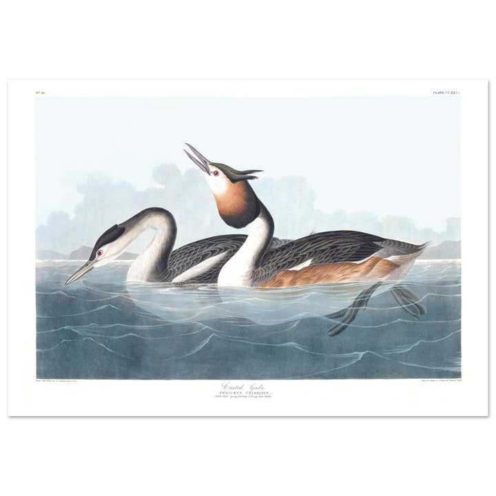 Crested grebe for wholesale by Maison de Paloma