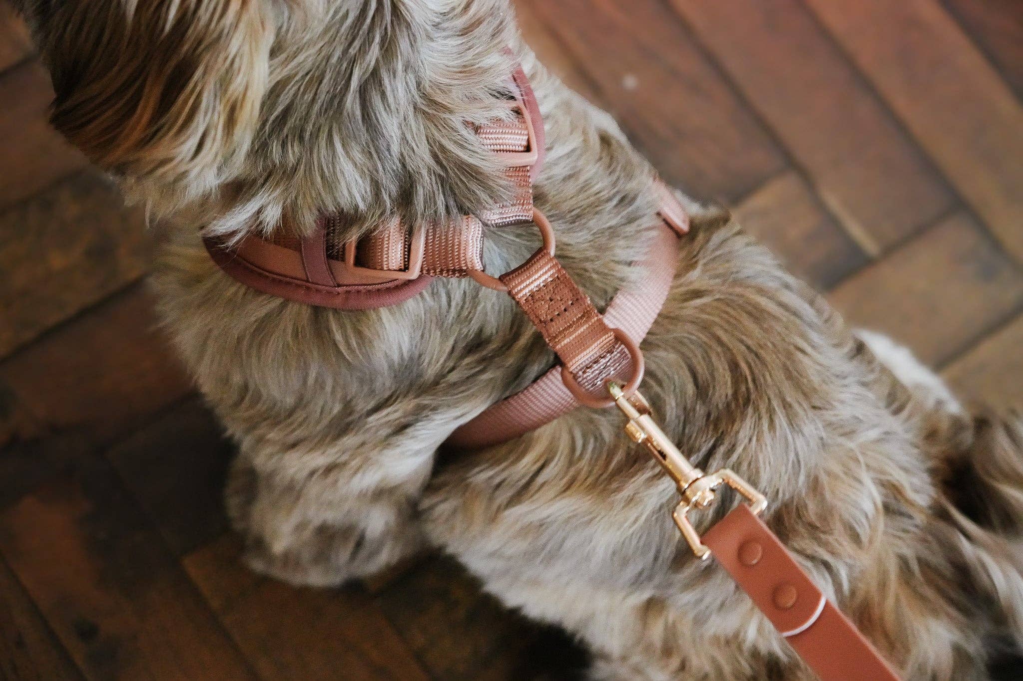 Jaap & Co - Woof Wear – wholesale Sele - Hund – Mocha Mousse Waterproof - Hundsele (STORLEK XS, S, M FÖRBESTÄLLNING)4