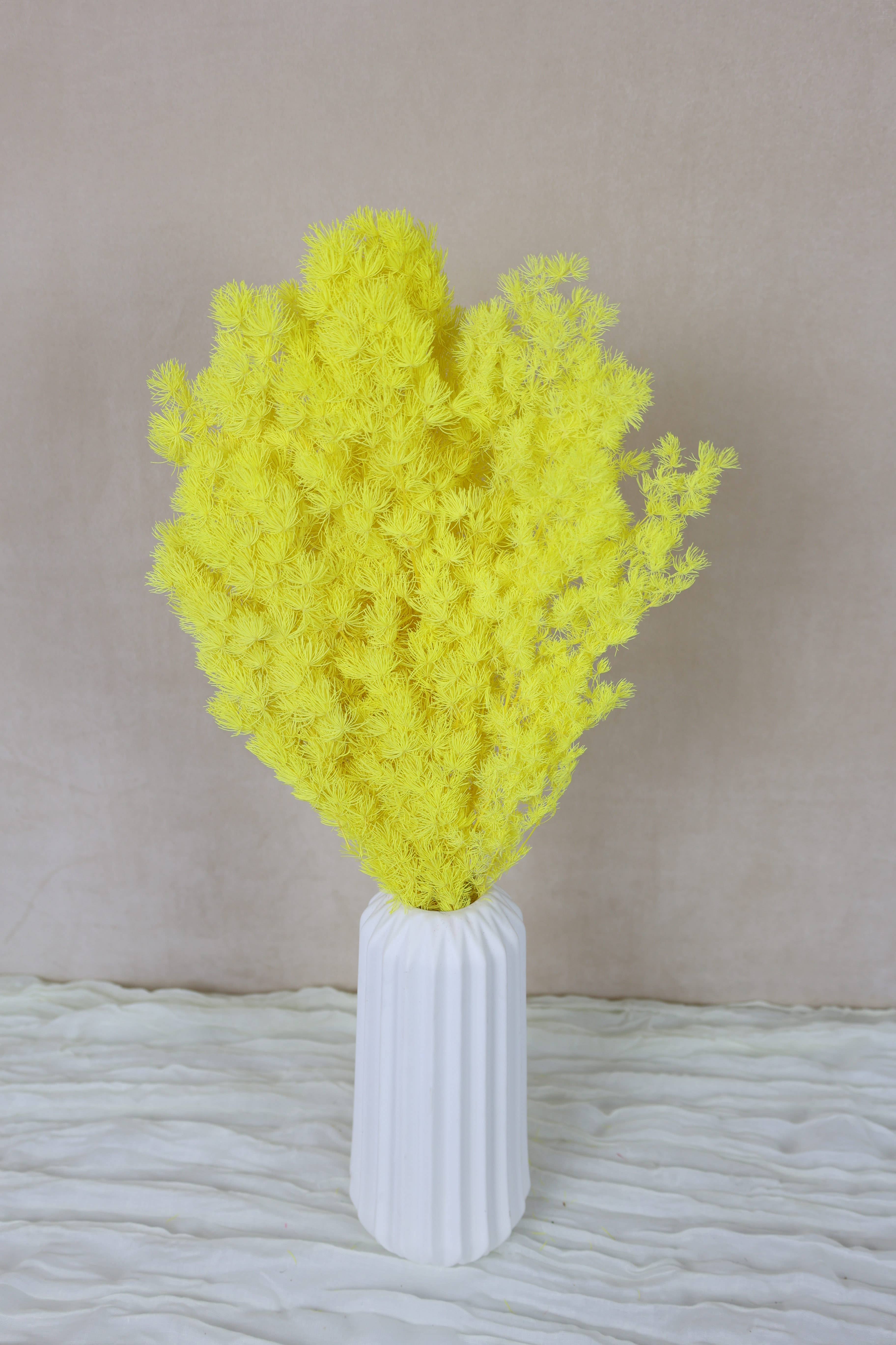 FlowerFantaSee - Wholesale Dried/Pressed Flowers - Preserved Ming Fern3