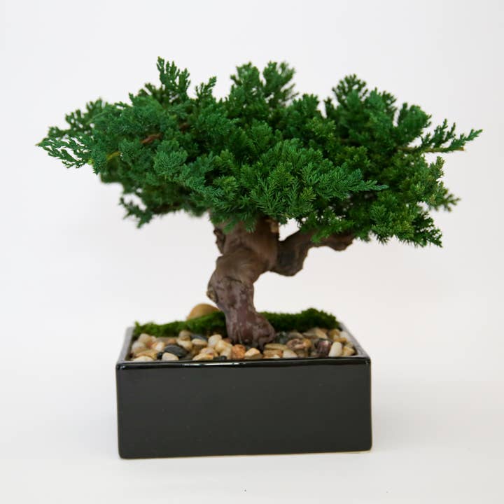 Forever Green Art - Wholesale Artificial Plant - Preserved Monterey Bonsai - Single